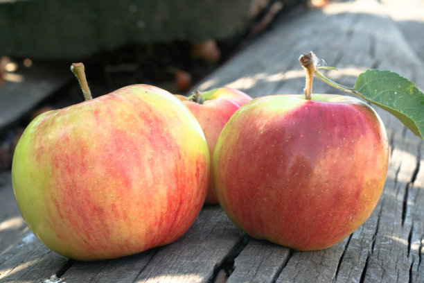 在阳光明媚的日子里，三个成熟的苹果躺在旧板上，用于出版，海报，日历，邮政，屏幕保护程序，壁纸，明信片，横幅，封面，网站。高质量照片图片下载