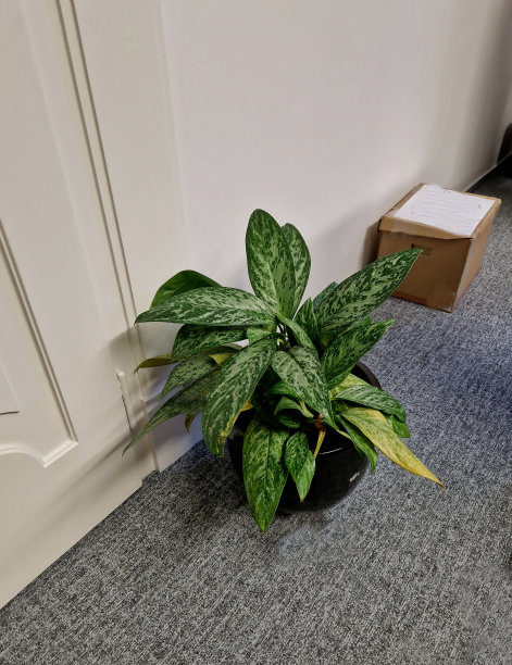 中国万年青盆栽图片下载