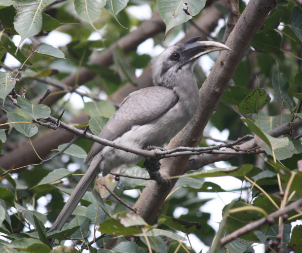 栖息在树枝上的雄性印度灰犀鸟(cyceros birostris)(图片来源:Sanjiv Shukla)图片下载