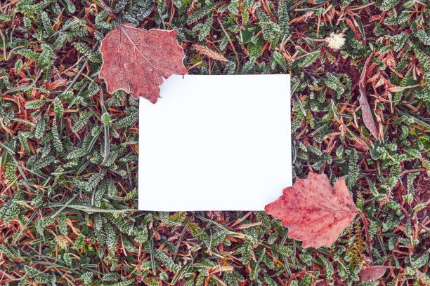 空白的信息便笺纸在寒冷的结霜的地面上覆盖着干燥的草和树叶在冬天图片下载