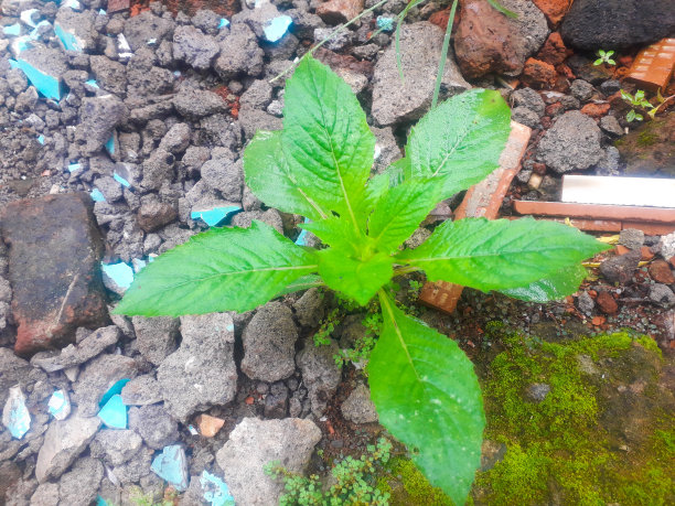 Sintrong图片下载