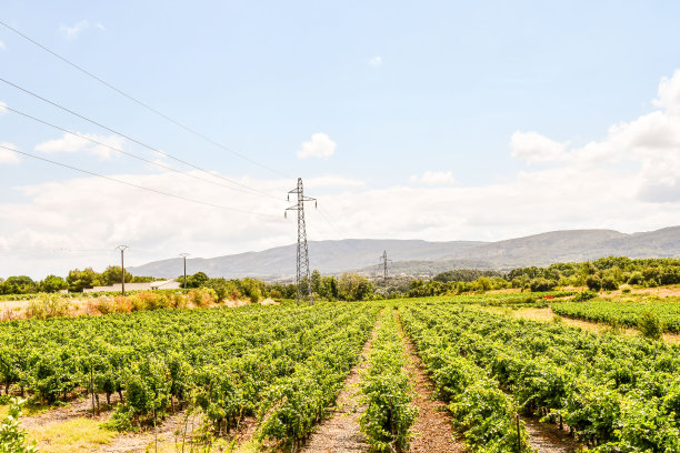 法国葡萄园，照片为背景图片下载