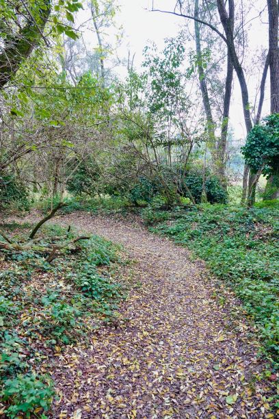 公园里的小路，照片为背景，意大利北部的秋色图片下载