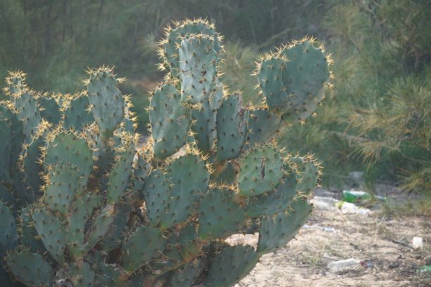 森林里的仙人掌植物图片下载