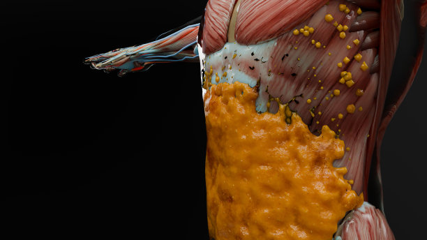 减肥比较。人的身体蜕变。之前和之后的粗腰和细腰，胖肚子之前和苗条贴合完美腹肌之后的快速减肥过程。体育训练。脂肪燃烧，3d渲染图片下载