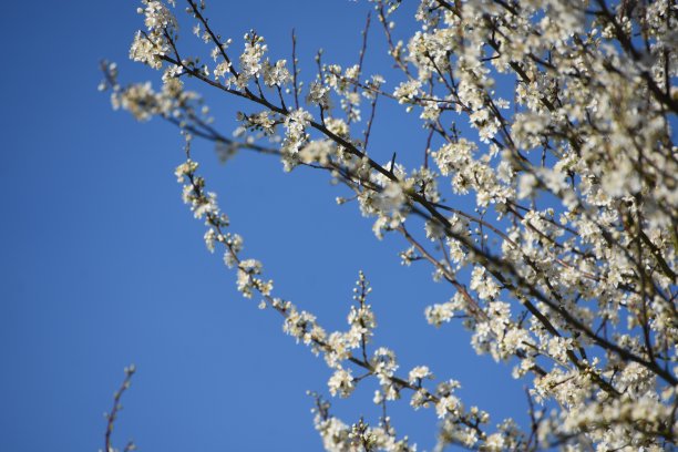 法国萨尔特，一棵欧洲樱花树上的白色花朵图片下载
