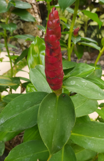 红色纽扣、姜黄色或猩红色螺旋旗图片下载