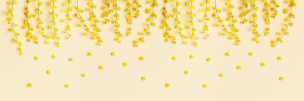 春天的含羞草花，清新的树枝带着黄色的花朵，美学的花朵自然宽横幅，单色照片，春天假期的概念，柔和的充满活力的颜色。俯视图节日背景图片下载