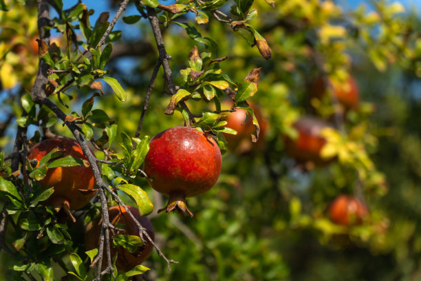美丽的成熟石榴在一个阳光明媚的日子里在树上的特写。图片下载