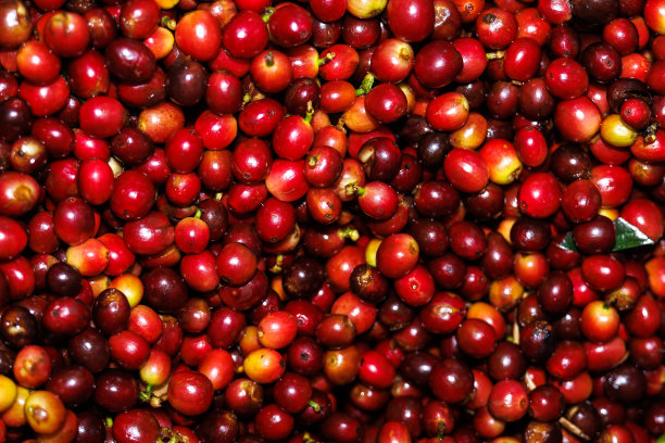 新鲜的红莓生咖啡豆，图片下载