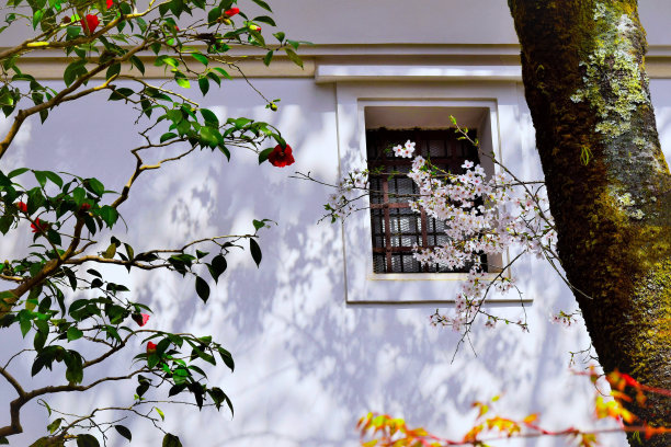 日本花园里的樱花和山茶花。日本滋贺县。图片下载