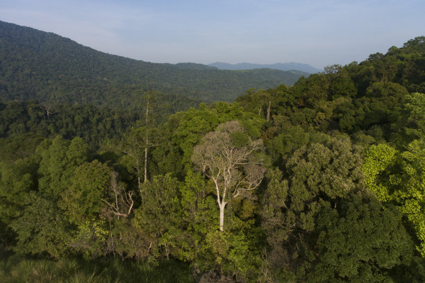 乌鲁马森雨林航拍视频素材图片下载