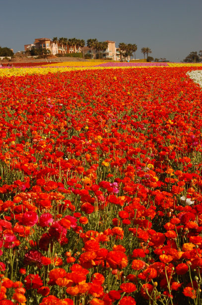 卡尔斯巴德花田图片下载