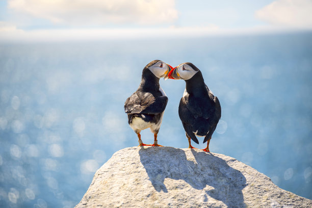 海鹦情侣亲吻，背景为海洋照片图片下载