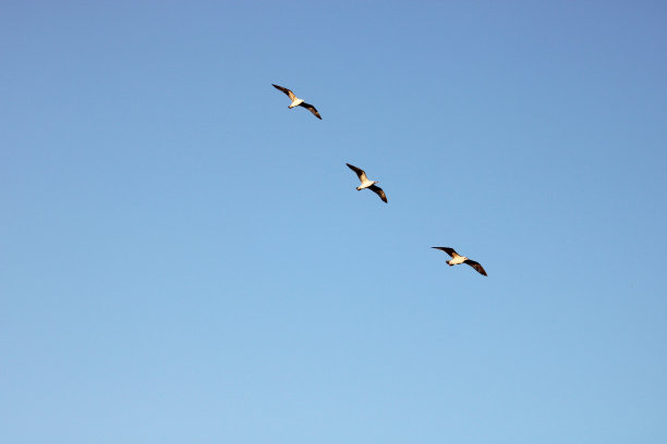 日落时海鸥在天空飞翔。自由主题照片图片下载