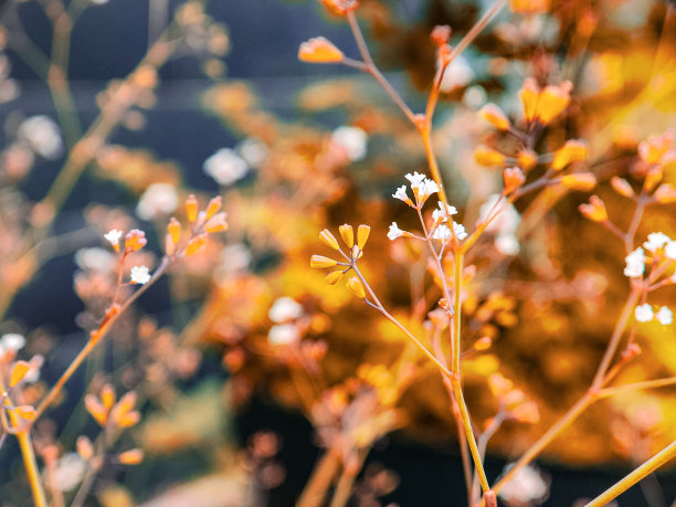野生黄色草甸花的特写照片，复古的色调，秋天的背景图片下载