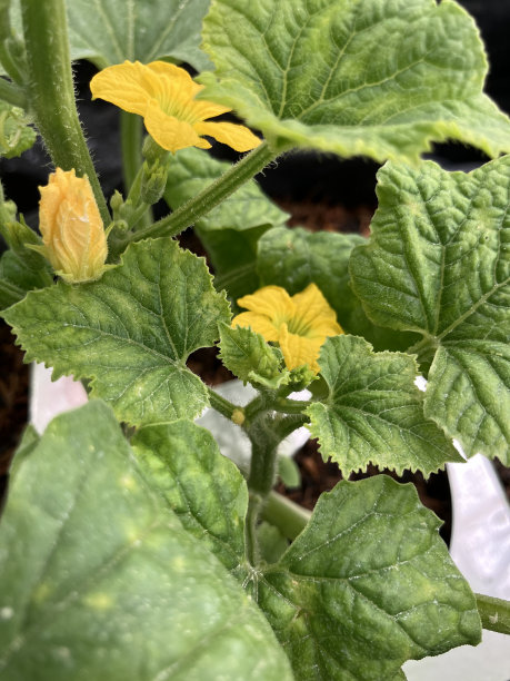 黄瓜花图片下载