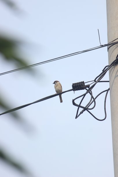 鸟停在高压电缆上图片下载