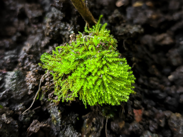 绿苔藓长在潮湿的土壤上图片下载
