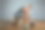 强壮的男人用健身球做运动。灰色背景上完美体格的男子照片。力量和动力。图片下载