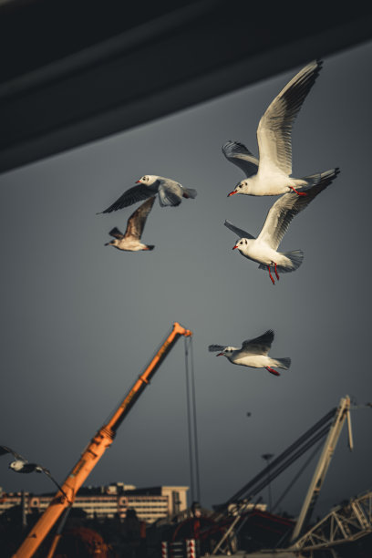 飞翔的海鸥图片下载