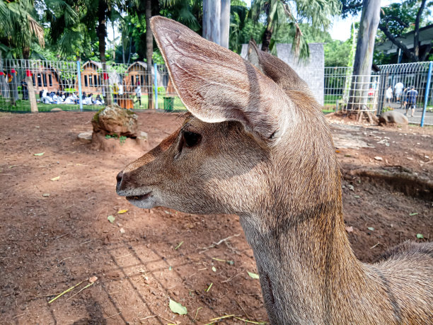 从鹿的头部侧面拍摄的照片图片下载