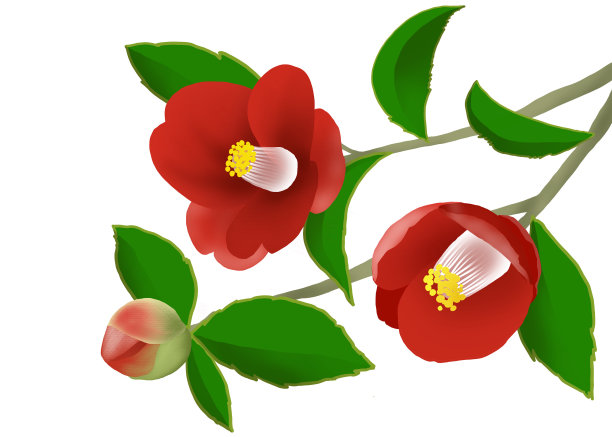 红茶花插图图片下载