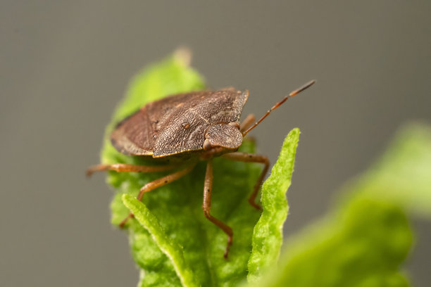 象鼻虫(Otiorhynchus sulcatus)的宏观照片。原产于欧洲，但在北美也很常见。它是许多园林植物的害虫图片下载