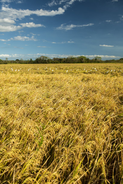 金色稻田与傍晚天空的股票照片图片下载