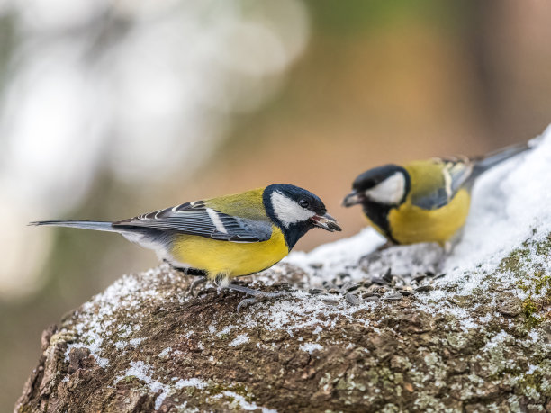 可爱的鸟儿大山雀，鸣禽坐在树枝上与雪在秋天或冬天。图片下载