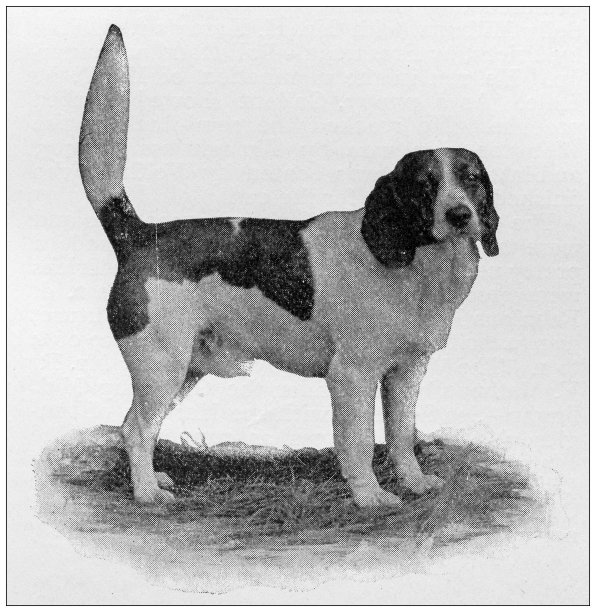 1897年的运动和消遣:小猎犬图片下载