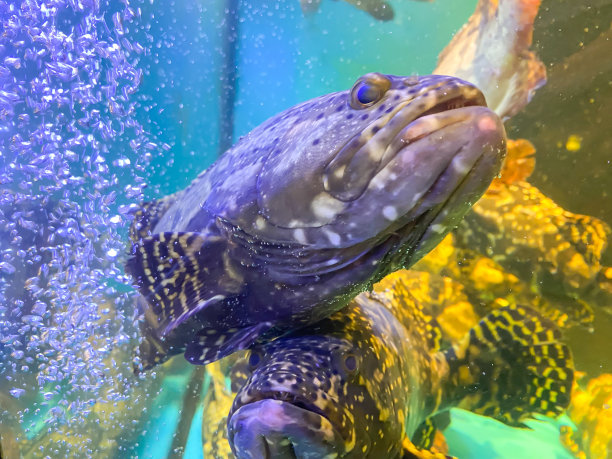 水族馆里出售新鲜活石斑鱼的商店。整体健康食品的概念，营养，欧米茄-3，动物蛋白，海鲜图片下载