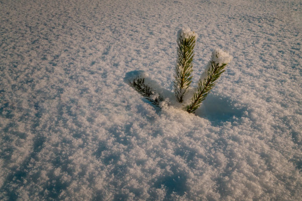 被新雪覆盖的小松树，特写照片图片下载