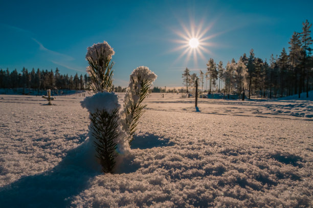 小松树,树,植物,,,新鲜,雪……密切,低,水平,照片,,森林边缘,,明亮的太阳,,蓝色,天空,背景图片下载