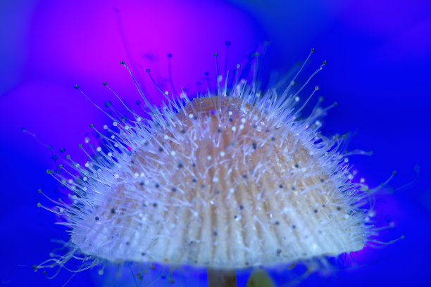 裸盖菇素蘑菇图片下载