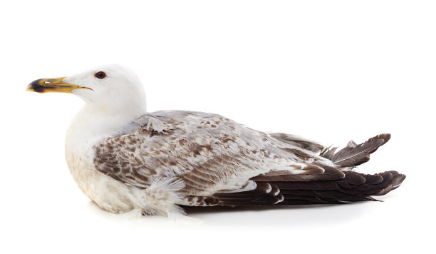 一只美丽的海鸥。图片下载