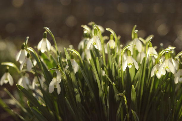 雪花莲(Galanthus nivalis)的特写图片。图片下载