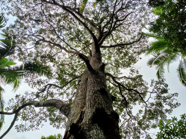 大的老榴莲树的低角度照片。图片下载