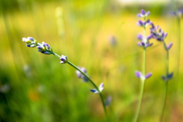 背景模糊的薰衣草花茎，特写。薰衣草植物背景出版，设计，海报，日历，帖子，屏幕保护程序，壁纸，封面，网站。高质量照片图片下载