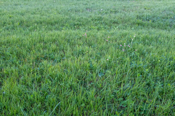 背景是绿色修剪过的草地，俯视图。绿草纹理出版，设计，海报，日历，帖子，屏幕保护程序，壁纸，明信片，横幅，封面，网站。高质量照片图片下载