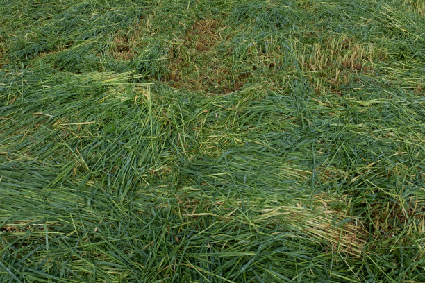 田野上修剪的绿草，俯视图。背景从新鲜和干燥的草生长在夏天出版，海报，屏幕保护程序，壁纸，明信片，横幅，封面，邮政。高质量照片图片下载