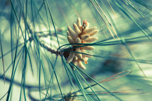 盛开的松树，特写。常绿云杉上的年轻圆锥用于出版，设计，海报，日历，帖子，屏幕保护程序，壁纸，封面，网站。高质量照片图片下载