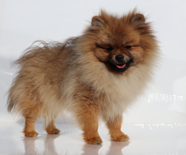 采购产品波美拉尼亚，波美拉尼亚，狗，狗图片，可爱的狗图片，BOO，迷你斯皮兹，很多皮毛，可爱的脸，狗的样子图片下载