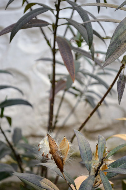 Asclepias curassavica通常被称为热带马利筋，是马利筋属的开花植物物种。其他常见的名字包括血花，棉花丛，墨西哥蝴蝶草。是一些蝴蝶的食物来源。图片下载