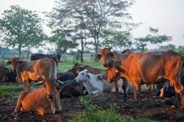 农场里的奶牛图片下载