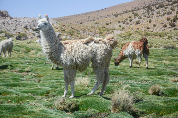 南美的羊驼图片下载