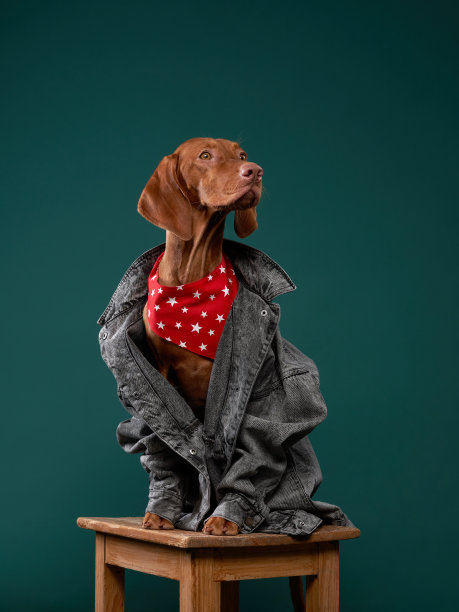 穿着牛仔夹克的匈牙利猎犬。穿着衣服的有趣宠物图片下载