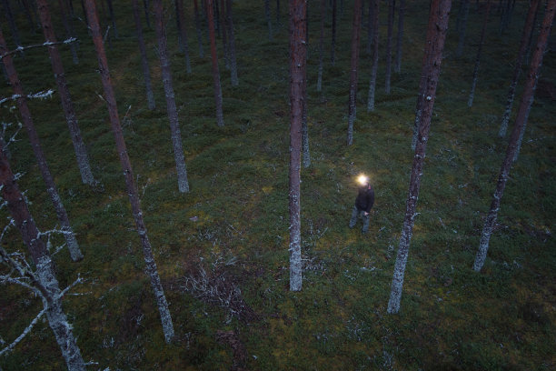 无人机拍摄的照片，一名男子带着头灯在松树林中漫步。图片下载