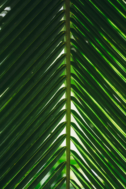 棕榈树图片下载