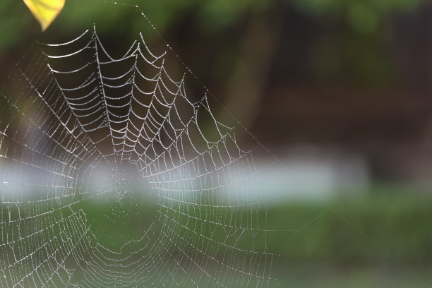这是一张迷人的特写照片，在一个寒冷的冬天早晨，小雨过后，蜘蛛网上的水滴，背景是郁郁葱葱的绿树。图片下载